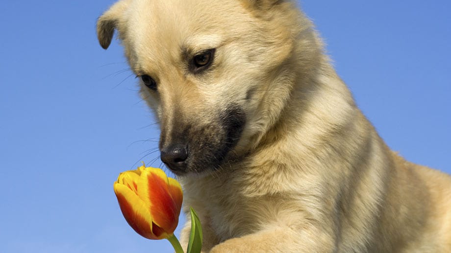 Gerade junge Tiere sind neugierig und knabbern auch mal Blumen an.