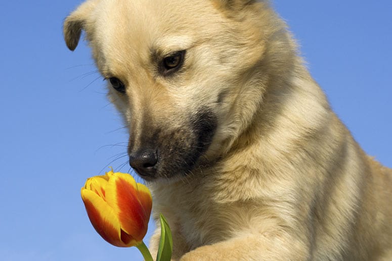 Gerade junge Tiere sind neugierig und knabbern auch mal Blumen an.