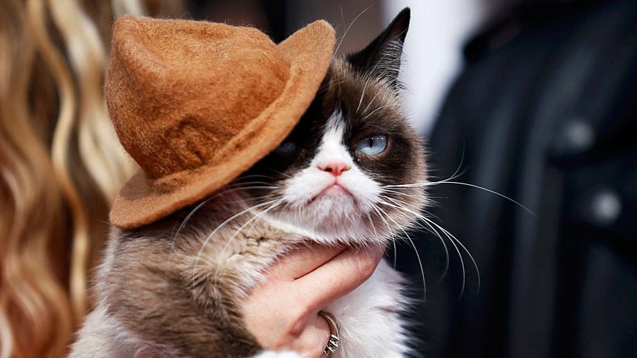 Die als grießgrämiges Internet-Phänomen berühmt gewordene Katze Grumpy Cat war einer der Stars bei der Verleihung der MTV Movie Awards.