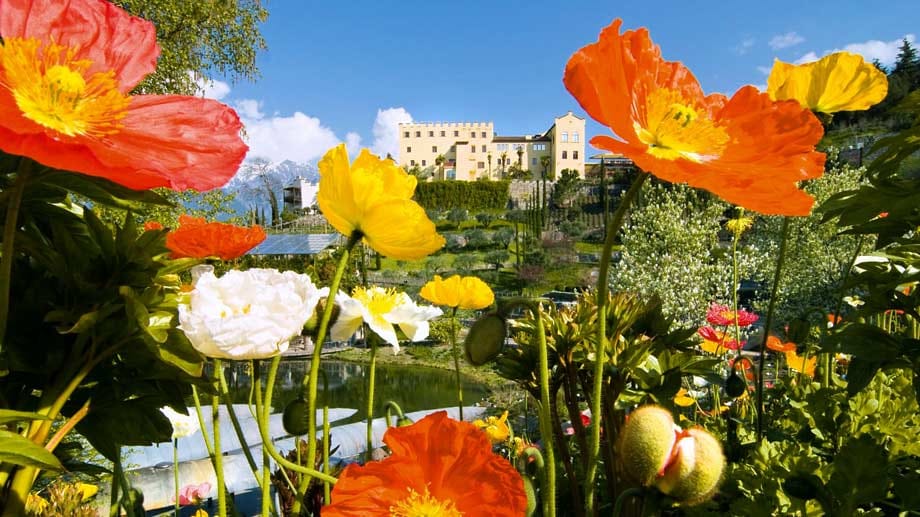 Opulente Blütenpracht: Die Gärten von Schloss Trauttmansdorff sind vor allem im Frühjahr sehenswert.