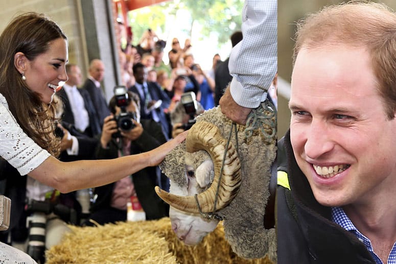 Kate streichelt dem Alpaka Fred zärtlich über den Kopf und denkt gleich mal an Williams lichtes Haupthaar. Ob da was zu machen ist?