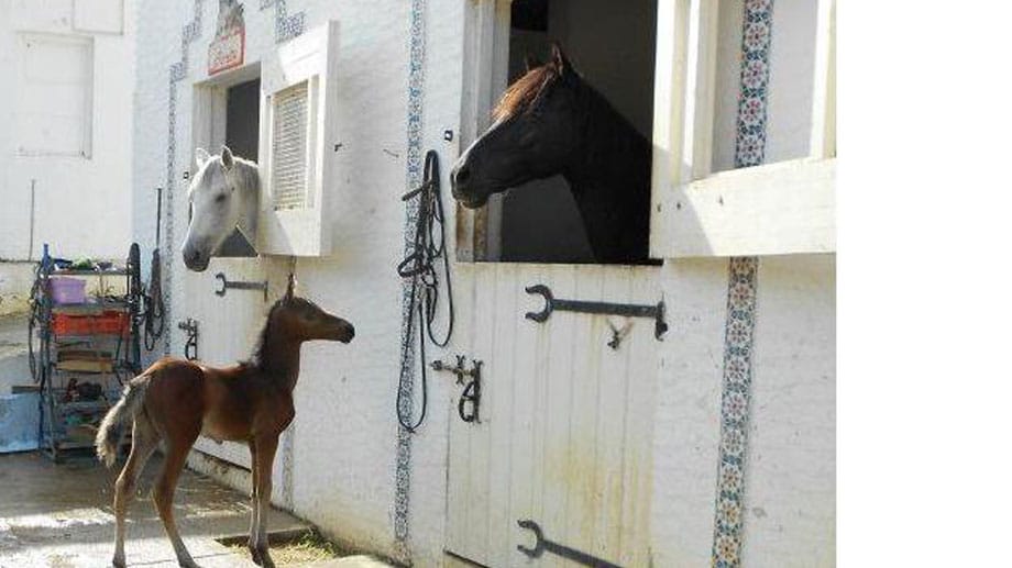 Pferdeliebhaber werden sich hier rundum wohl fühlen. Das "Hotel Les Orangers Beach Resort" (4 Sterne) in Hammamet, Tunesien, verfügt über einen eigenen Reitstall und unter professioneller Anleitung werden täglich Reitstunden angeboten.