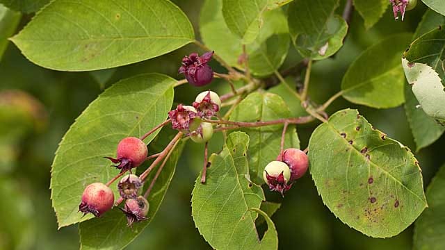 Die Kupferfelsenbirne bildet heidelbeerähnlichen Früchte aus.