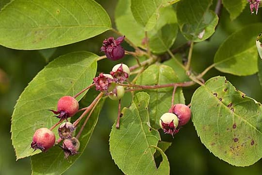 Die Kupferfelsenbirne bildet heidelbeerähnlichen Früchte aus.