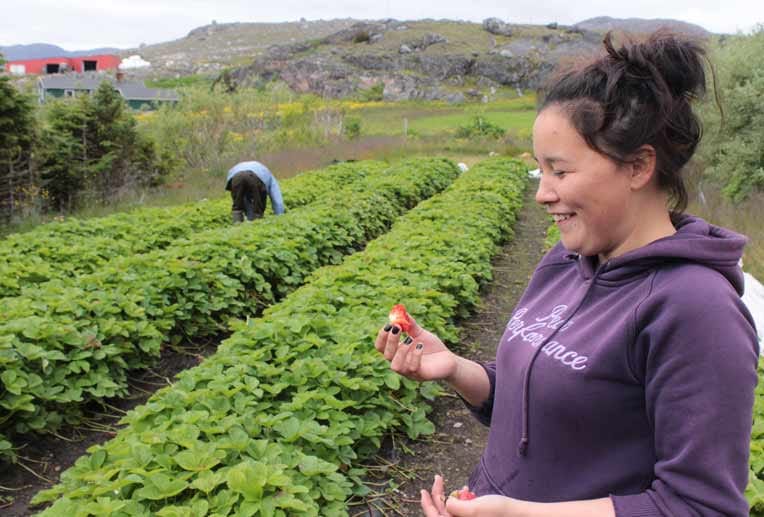 Feldforschung in der Landwirtschaftsschule in Upernaviarsuk: Schülerin Linda Ellingsgaard probiert eine Erdbeere.