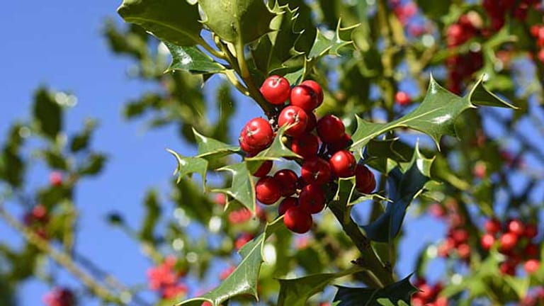 Gewöhnliche Stechpalme Immergrüner Zierstrauch mit roten Beeren