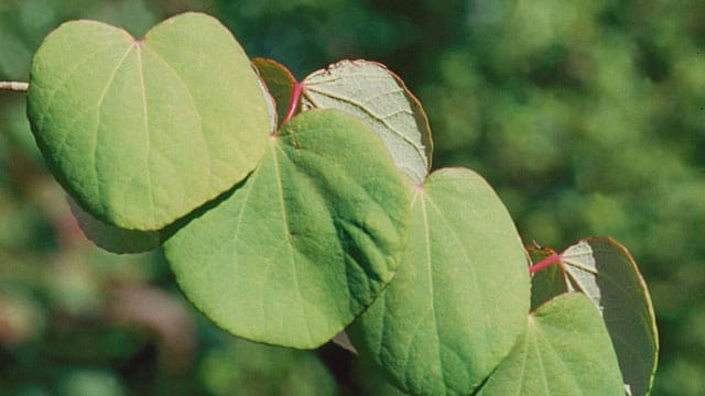 Der Japanische Kuchenbaum duftet lecker nach Karamell.