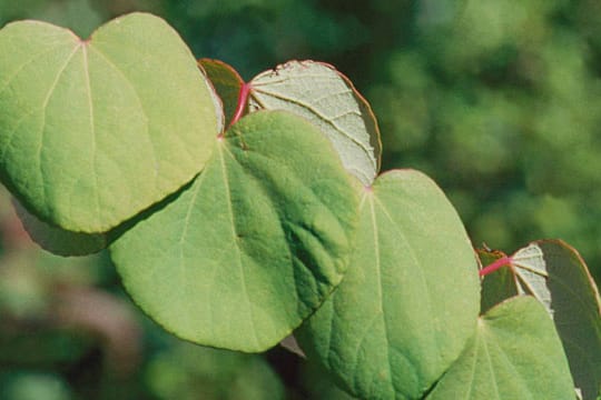 Der Japanische Kuchenbaum duftet lecker nach Karamell.