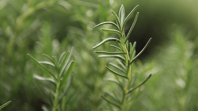 Rosmarin gilt als sehr pflegeleichtes Gartenkraut