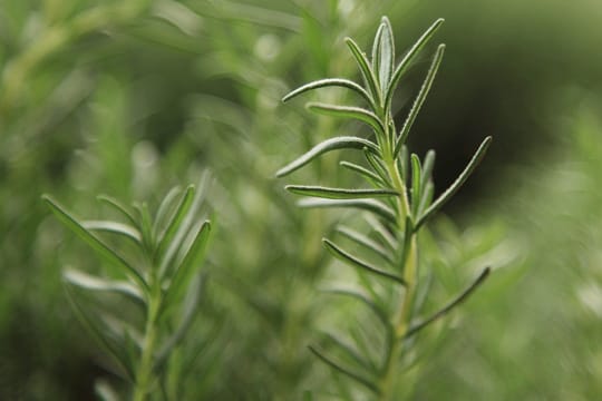 Rosmarin gilt als sehr pflegeleichtes Gartenkraut