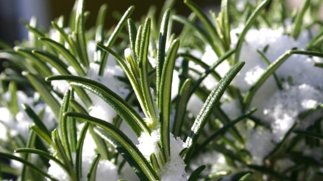 Nicht jede Rosmarinsorte kann draußen überwintern