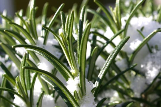 Nicht jede Rosmarinsorte kann draußen überwintern