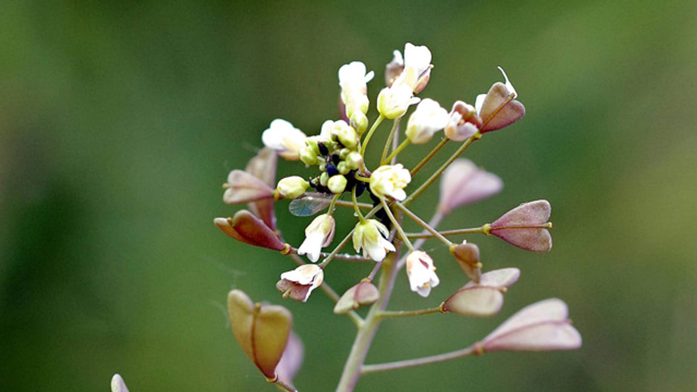 Die unscheinbare Heilpflanze Hirtentäschel kann bei unterschiedlichsten Beschwerden eingesetzt werden.