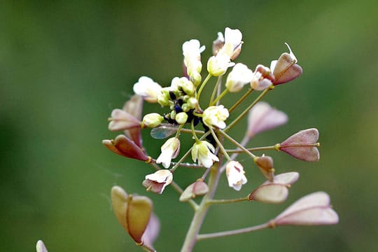 Die unscheinbare Heilpflanze Hirtentäschel kann bei unterschiedlichsten Beschwerden eingesetzt werden.