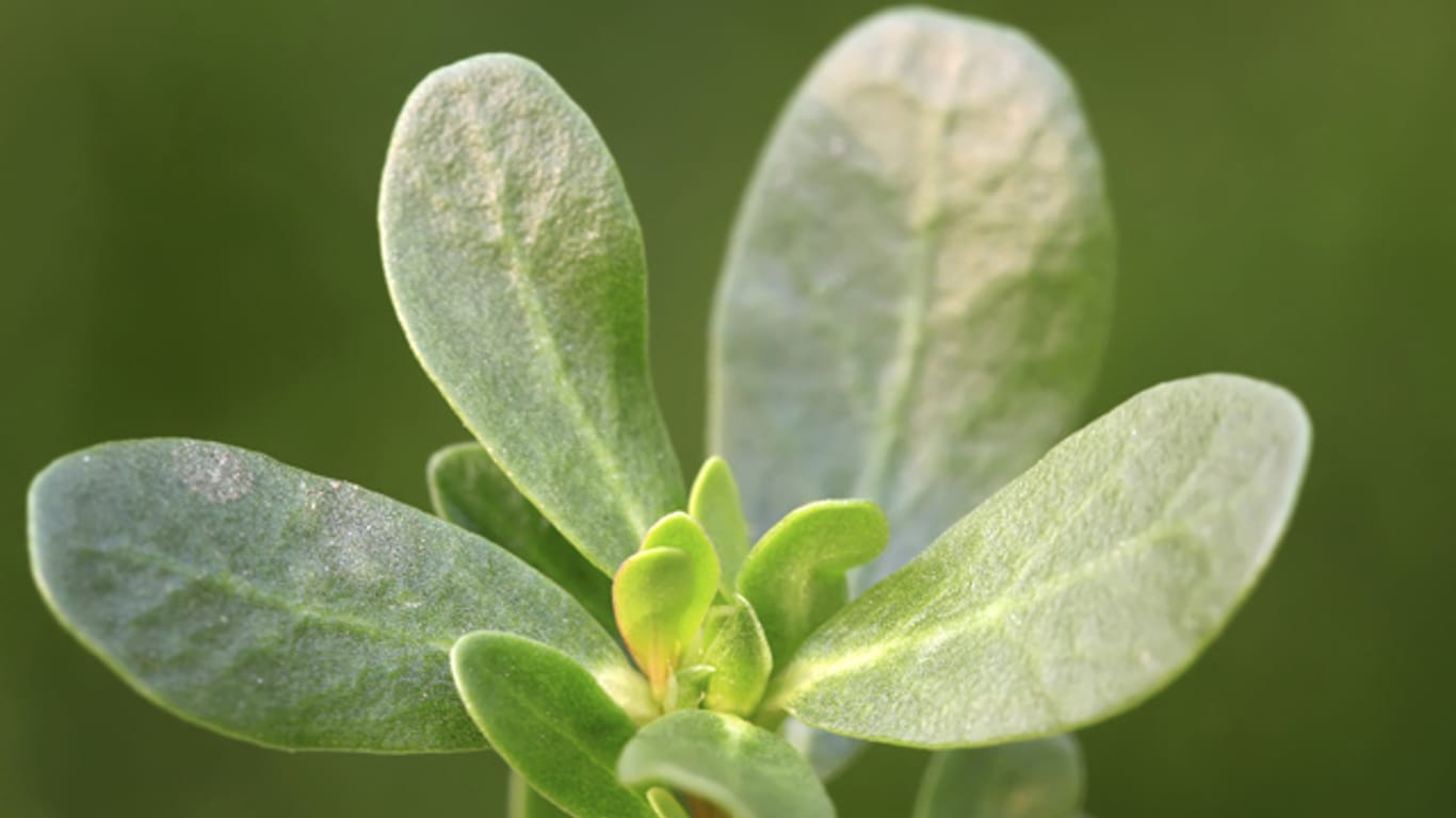 Die Heilpflanze Portulak enthält viele gesunde Inhaltsstoffe.