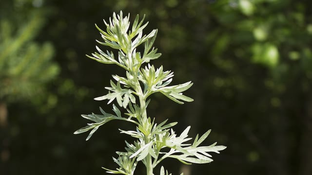 Die Pollen des Gewürzes Beifuß plagen viele Allergiker.