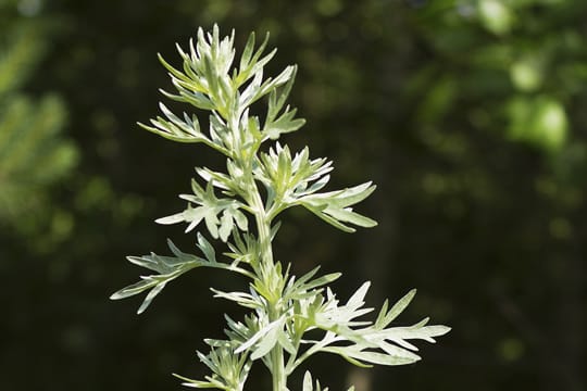 Die Pollen des Gewürzes Beifuß plagen viele Allergiker.