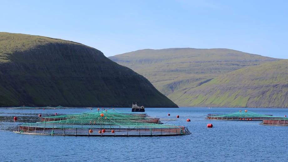 Färöische Lachsfarmen: Die Fischerei war und ist der bedeutendste Wirtschaftszweig der Inseln. Fast der gesamte Export geht auf Fisch zurück.