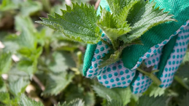 Normale Gartenhandschuhe sind zum Bekämpfen von Brennnesseln im Garten ungeeignet. Die Nesseln dringen durch den Stoff.