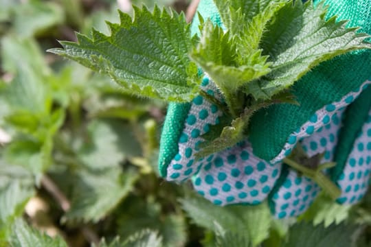 Normale Gartenhandschuhe sind zum Bekämpfen von Brennnesseln im Garten ungeeignet. Die Nesseln dringen durch den Stoff.