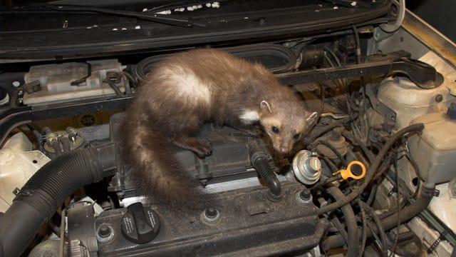 Ein Marderschaden am Auto kann gefährlich werden