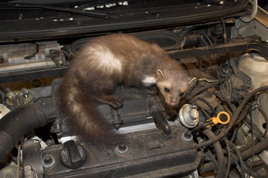 Ein Marderschaden am Auto kann gefährlich werden