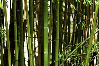 Bambus eignet sich gut als Sichtschutz.