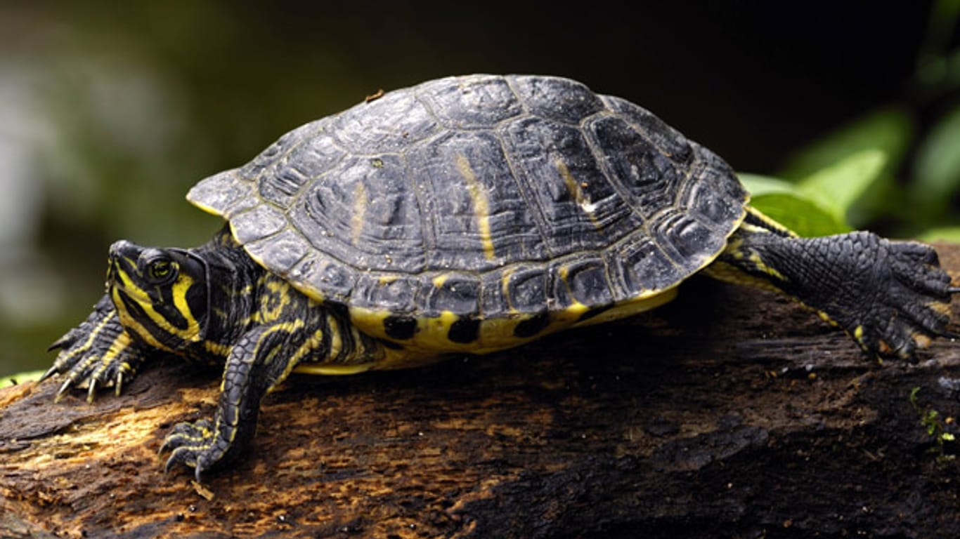 Ursprünglich kommt die Gelbwangenschildkröte aus dem Süden der USA