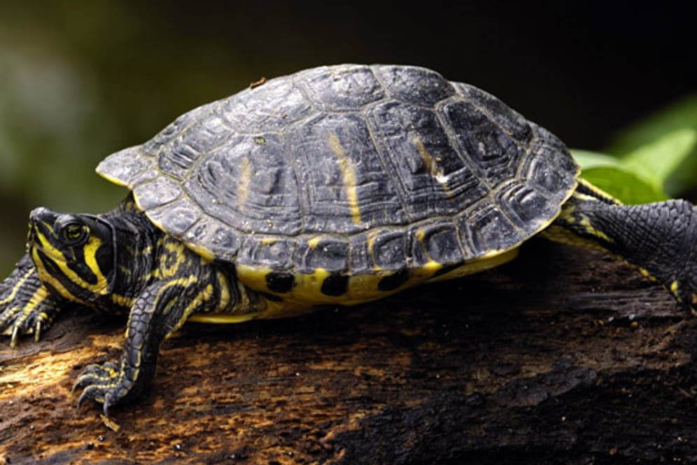 Ursprünglich kommt die Gelbwangenschildkröte aus dem Süden der USA