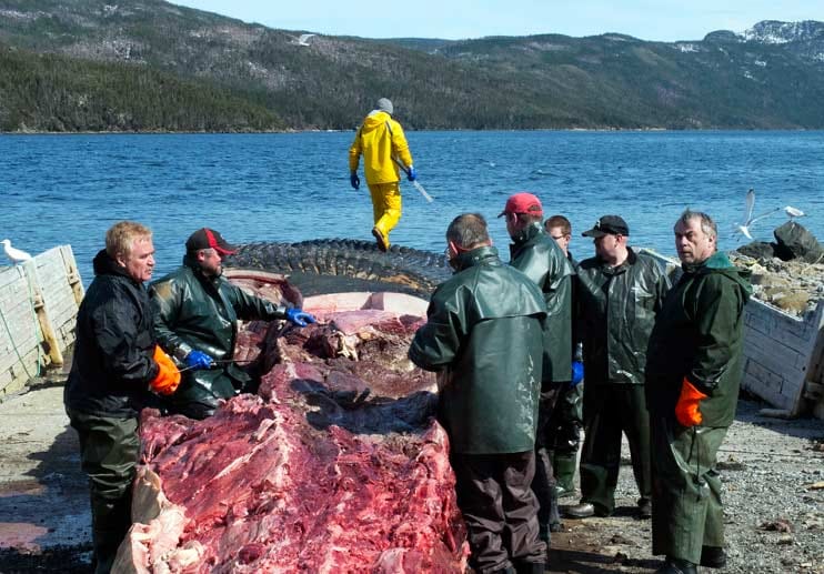 Die Arbeit wird mehrere Tage dauern. Zunächst tragen die Präparatoren die Haut des 25 Meter langen Säugers ab, anschließend entfernen sie Fleisch und Organe Die Arbeit wird mehrere Tage dauern. Zunächst tragen die Präparatoren die Haut des 25 Meter langen Säugers ab, anschließend entfernen sie Fleisch und Organe