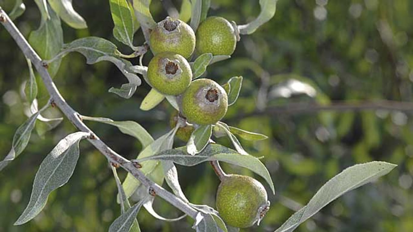 Die Weidenblättrige Birne verleiht dem Garten einen mediterranen Touch.