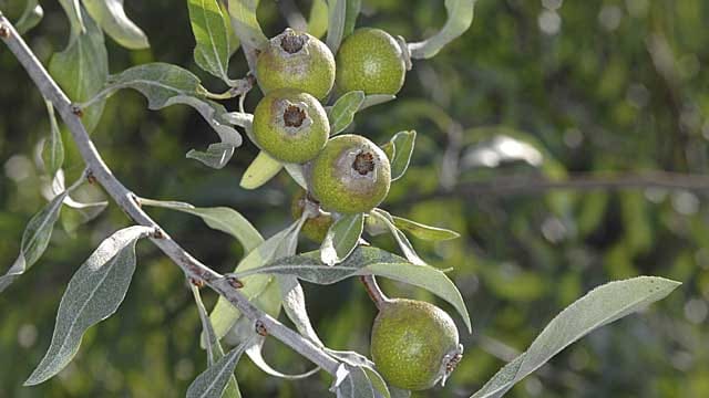 Die Weidenblättrige Birne verleiht dem Garten einen mediterranen Touch.