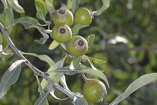 Die Weidenblättrige Birne verleiht dem Garten einen mediterranen Touch.