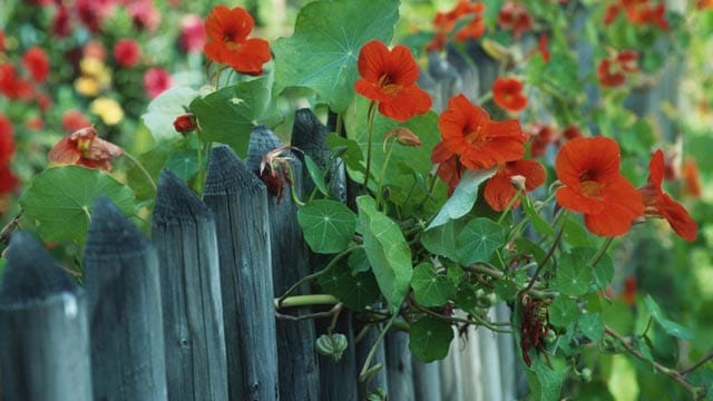 Rankende Pflanzen wie Kapuzinerkresse verdecken hässliche Ecken im Garten.