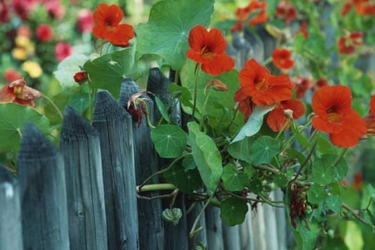 Rankende Pflanzen wie Kapuzinerkresse verdecken hässliche Ecken im Garten.