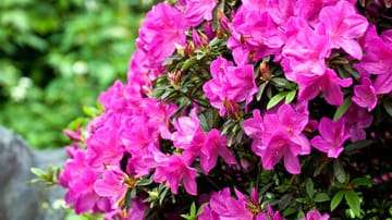Beliebte Gartensträucher: Rhododendron