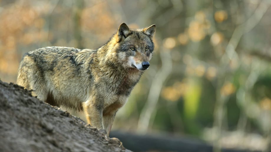 Der Wolf gehört zu den Tieren, deren Bestand langsam wieder zurückkehrt.