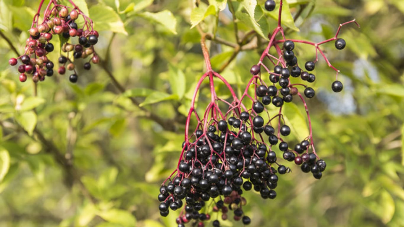 Der Schwarze Holunder lässt sich gut anhand der Beeren vom Roten Holunder unterscheiden.