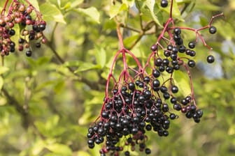 Der Schwarze Holunder lässt sich gut anhand der Beeren vom Roten Holunder unterscheiden.