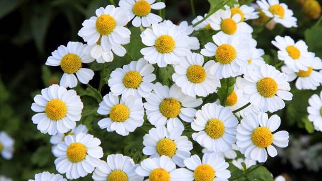 Das der Kamille ähnlich sehende Mutterkraut ist eine hübsche Gartenpflanze.