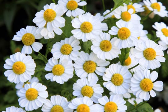 Das der Kamille ähnlich sehende Mutterkraut ist eine hübsche Gartenpflanze.