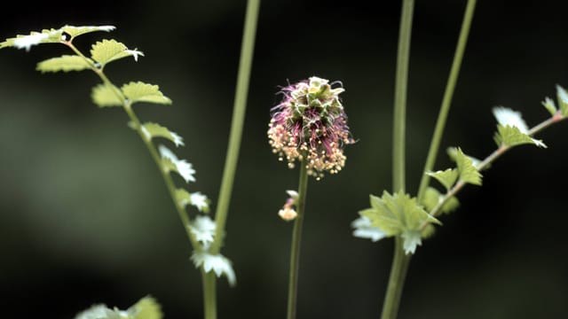 Die Pimpinelle wird auch Kleiner Wiesenknopf genannt