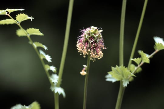 Die Pimpinelle wird auch Kleiner Wiesenknopf genannt