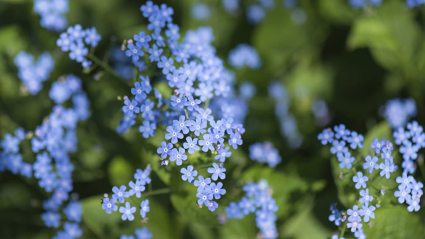 Bei der richtigen Pflege kann man im Garten die blaue Blütenpracht genießen
