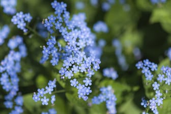 Bei der richtigen Pflege kann man im Garten die blaue Blütenpracht genießen