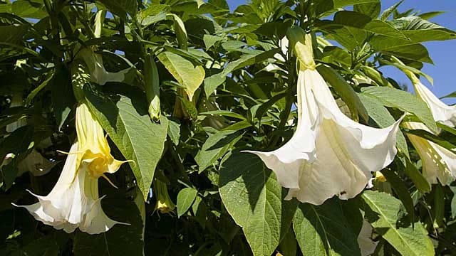 Die Engelstrompete (Brugmansia) braucht im Sommer viel Wasser.