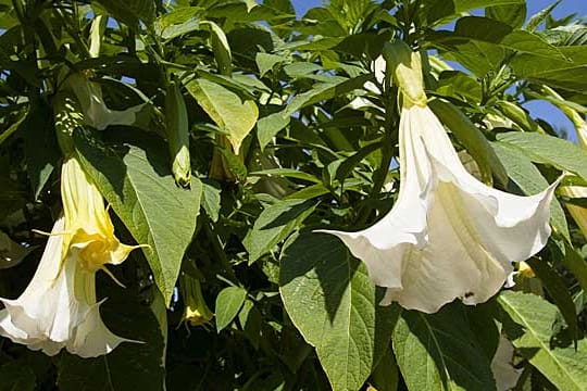 Die Engelstrompete (Brugmansia) braucht im Sommer viel Wasser.