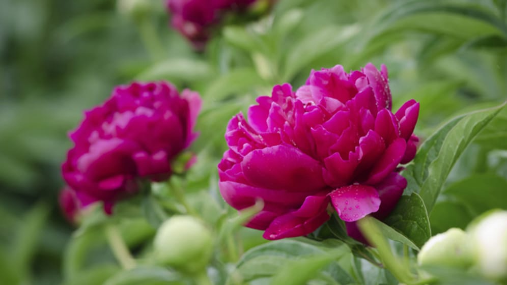 Die Pfingstrose bildet im Mai und Juni große, weiße, rote oder rosa Blüten