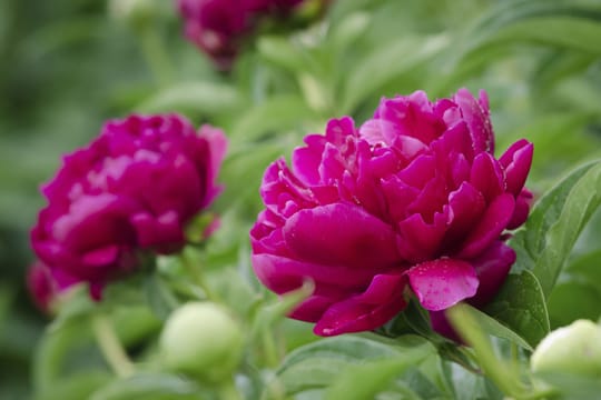 Die Pfingstrose bildet im Mai und Juni große, weiße, rote oder rosa Blüten