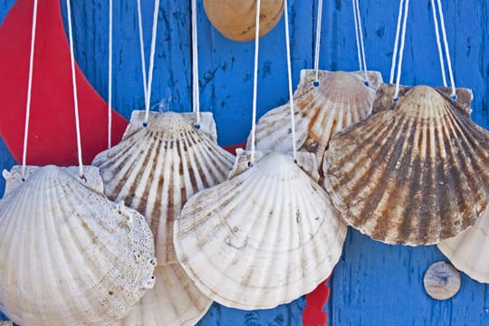 Seit dem heiligen Jakobus sind diese Muscheln das Symbol für die Pilgerreise